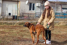 PANCHO, Hund, Mischlingshund in Großheirath - Bild 3