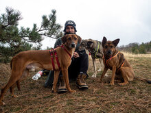 PANCHO, Hund, Mischlingshund in Großheirath - Bild 6