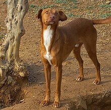 LUCKY, Hund, Podenco-Mix in Spanien - Bild 1