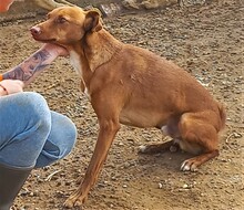 LUCKY, Hund, Podenco-Mix in Spanien - Bild 4