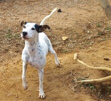 ANDY, Hund, Bodeguero Andaluz in Spanien - Bild 4