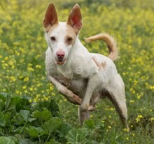 NACHO, Hund, Podenco in Spanien - Bild 4