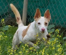 NACHO, Hund, Podenco in Spanien - Bild 5