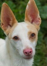 NACHO, Hund, Podenco in Spanien - Bild 6