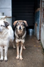 AYOKA, Hund, Mischlingshund in Rumänien - Bild 1