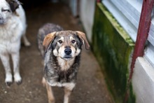 AYOKA, Hund, Mischlingshund in Rumänien - Bild 3