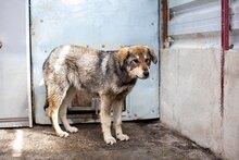 AYOKA, Hund, Mischlingshund in Rumänien - Bild 5