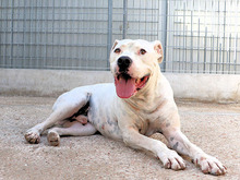 BIANCO, Hund, Dogo Argentino in Grimma - Bild 10