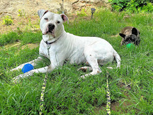 BIANCO, Hund, Dogo Argentino in Grimma - Bild 2