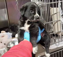 MELO, Hund, Mischlingshund in Italien - Bild 20