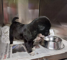 MELO, Hund, Mischlingshund in Italien - Bild 21
