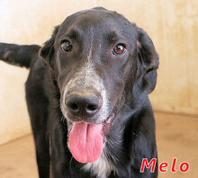 MELO, Hund, Mischlingshund in Italien - Bild 5
