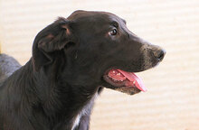 MELO, Hund, Mischlingshund in Italien - Bild 8