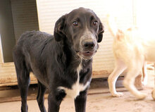 MELO, Hund, Mischlingshund in Italien - Bild 9