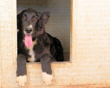 MIROLEO, Hund, Mischlingshund in Italien - Bild 11