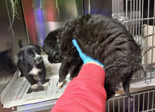 MIROLEO, Hund, Mischlingshund in Italien - Bild 21