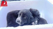 MIROLEO, Hund, Mischlingshund in Italien - Bild 22