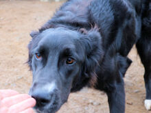 MIROLEO, Hund, Mischlingshund in Italien - Bild 3