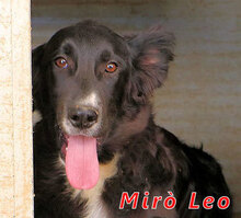 MIROLEO, Hund, Mischlingshund in Italien - Bild 6