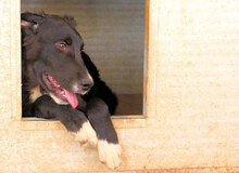MIROLEO, Hund, Mischlingshund in Italien - Bild 8