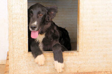 MIROLEO, Hund, Mischlingshund in Italien - Bild 9