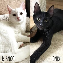 ONIX, Katze, Europäisch Kurzhaar in Rumänien - Bild 2