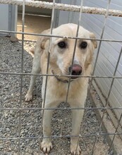 BOBY, Hund, Deutscher Schäferhund-Labrador-Mix in Griechenland