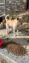 BOBY, Hund, Deutscher Schäferhund-Labrador-Mix in Griechenland - Bild 10