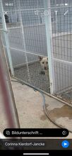 BOBY, Hund, Deutscher Schäferhund-Labrador-Mix in Griechenland - Bild 11