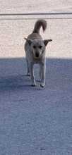 BOBY, Hund, Deutscher Schäferhund-Labrador-Mix in Griechenland - Bild 13