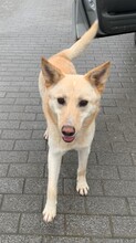 BOBY, Hund, Deutscher Schäferhund-Labrador-Mix in Griechenland - Bild 2