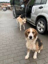 BOBY, Hund, Deutscher Schäferhund-Labrador-Mix in Griechenland - Bild 4
