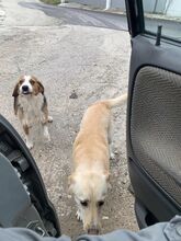 BOBY, Hund, Deutscher Schäferhund-Labrador-Mix in Griechenland - Bild 5