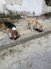 BOBY, Hund, Deutscher Schäferhund-Labrador-Mix in Griechenland - Bild 6
