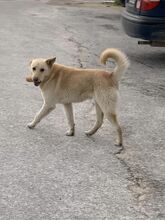 BOBY, Hund, Deutscher Schäferhund-Labrador-Mix in Griechenland - Bild 7