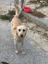BOBY, Hund, Deutscher Schäferhund-Labrador-Mix in Griechenland - Bild 8