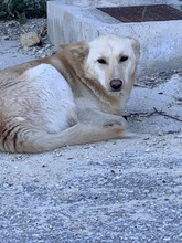 BOBY, Hund, Deutscher Schäferhund-Labrador-Mix in Griechenland - Bild 9