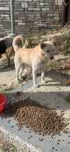 BOBY, Hund, Mischlingshund in Griechenland - Bild 12