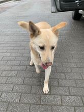 BOBY, Hund, Mischlingshund in Griechenland - Bild 3