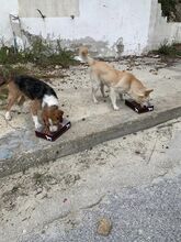 BOBY, Hund, Mischlingshund in Griechenland - Bild 6