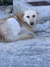 BOBY, Hund, Mischlingshund in Griechenland - Bild 9