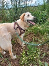 KIRK, Hund, Mischlingshund in Griechenland - Bild 4