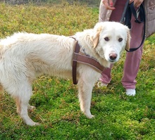 KIRK, Hund, Mischlingshund in Griechenland - Bild 6