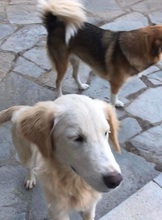 KIRK, Hund, Mischlingshund in Griechenland - Bild 7