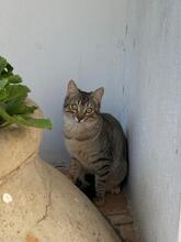 FINA, Katze, Hauskatze in Spanien - Bild 11