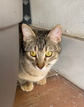 FINA, Katze, Hauskatze in Spanien - Bild 13