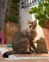 FINA, Katze, Hauskatze in Spanien - Bild 7