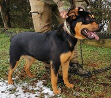 RITA, Hund, Mischlingshund in Slowakische Republik - Bild 4