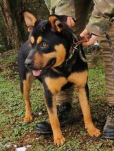 RITA, Hund, Mischlingshund in Slowakische Republik - Bild 5
