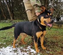 RITA, Hund, Mischlingshund in Slowakische Republik - Bild 6
